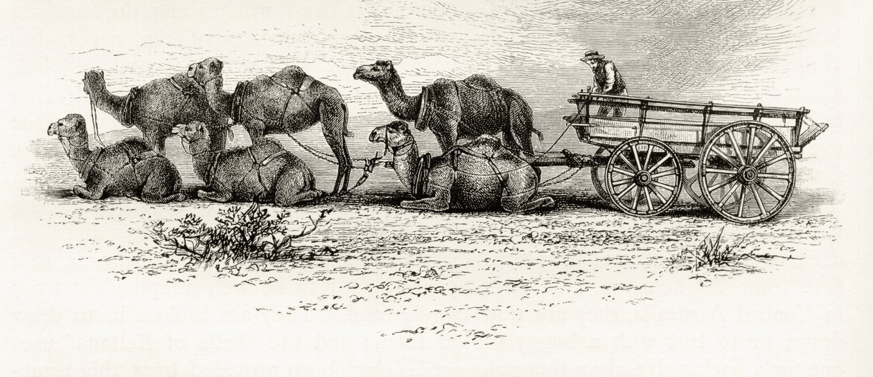 オーストラリアの砂漠を横断する材料の輸送に使用されたラクダ（1880年頃）、ハワードウィロビー著「オーストラリアの写真」、ロンドン宗教宗教協会発行、1886年 作： 英語学校
