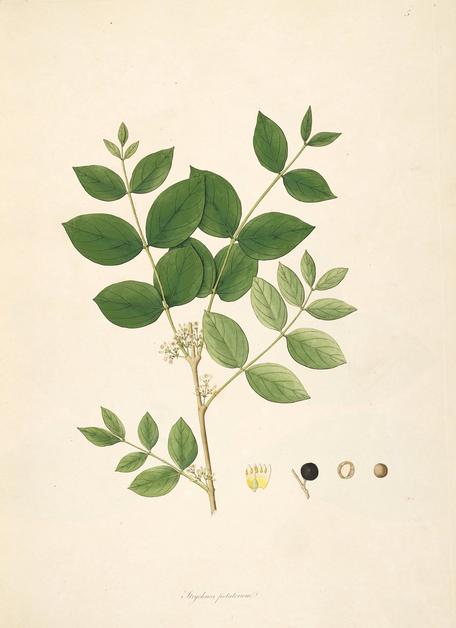 Strychnos potatorum、Loganiaceaeのイラスト 作： 匿名