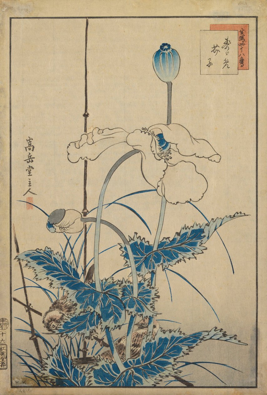 ポピー以上の鳥 作： 中山菅堂