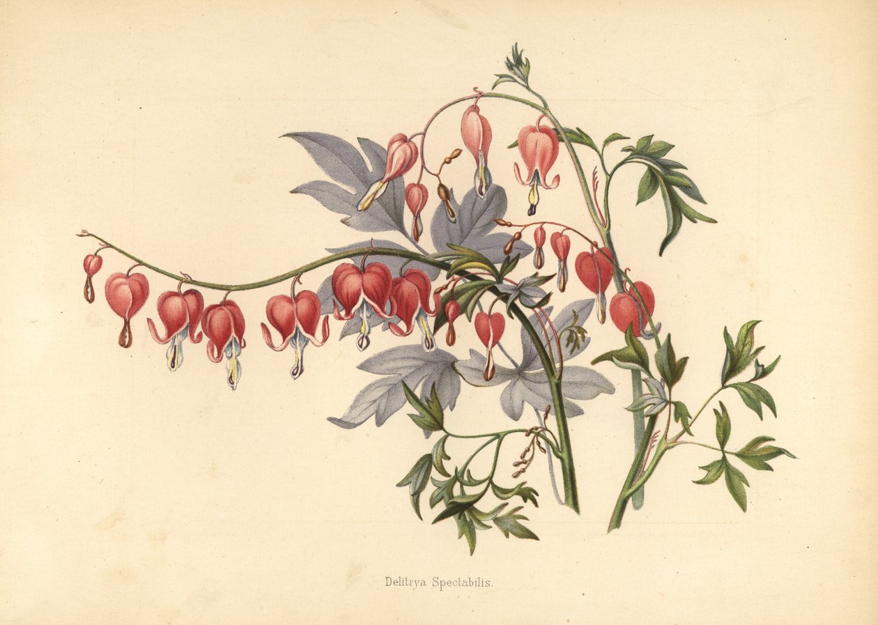 アジアの出血ハート、Lamprocapnos spectabilis（Delitrya spectabilis） 作： 不明