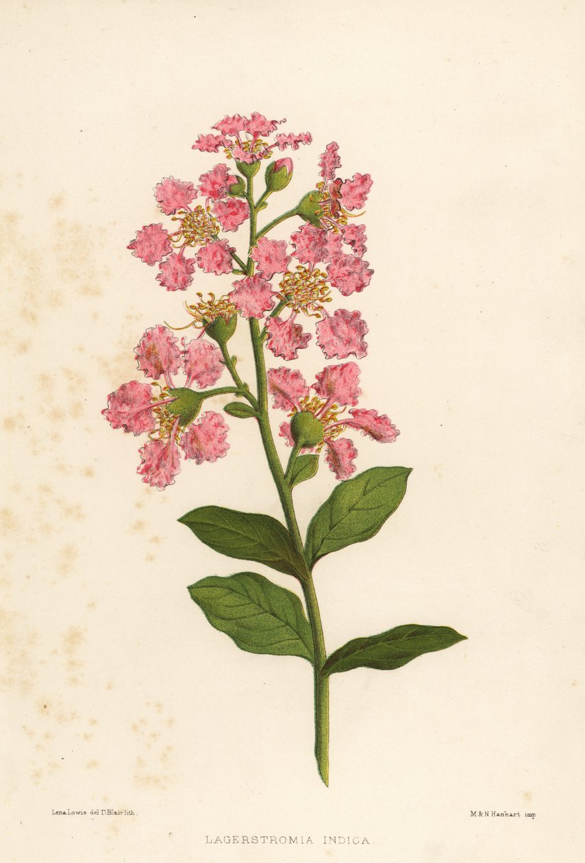 百日紅、Lagerstromia indica 作： 不明