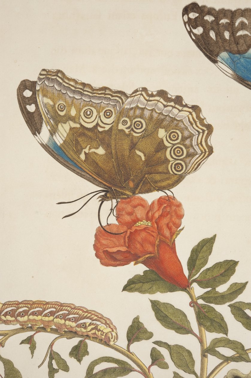 マリアシビラメリアン作「Metamorphosis Insectorum SurinamensiumのプレートIXの詳細」、1705年 作： 不明