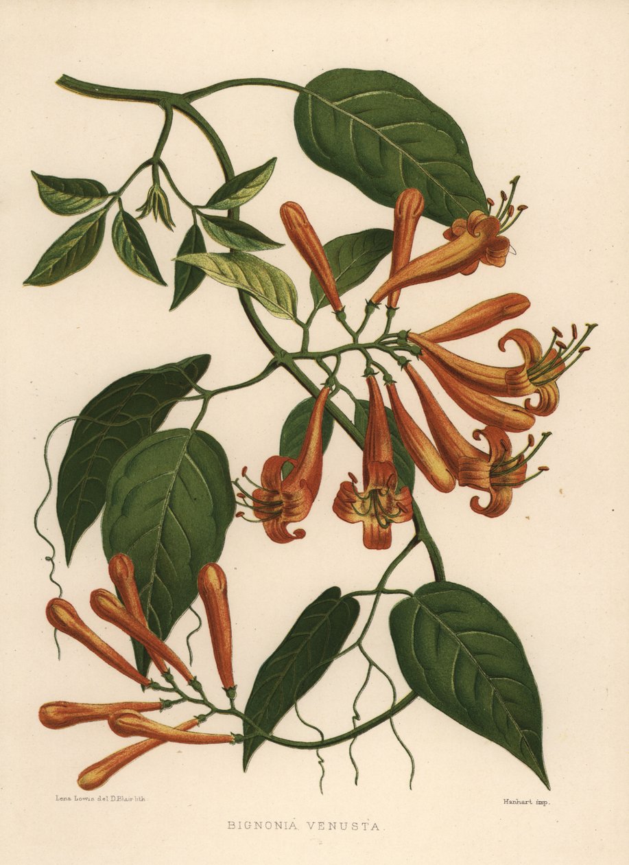 FlamevineまたはオレンジのトランペットヴァインPyrostegia venusta（Bignonia venusta） 作： 不明