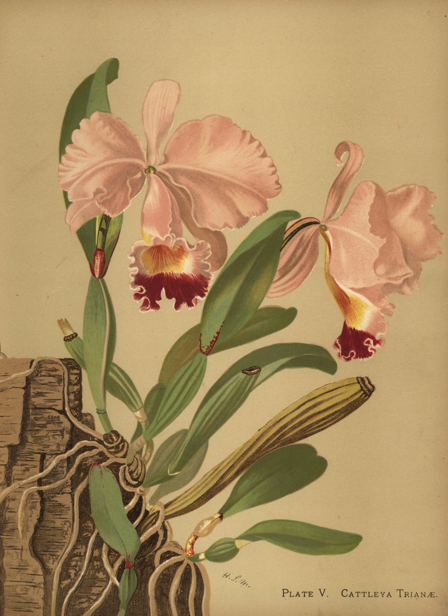 Flor de Mayoまたはクリスマス蘭、Cattleya trianae 作： 不明