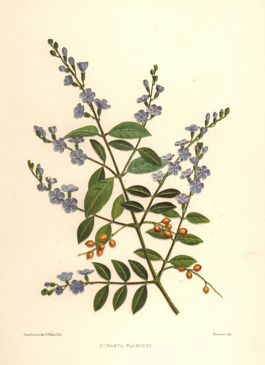 ゴールデンデュードロップ、ピジョンベリーまたはスカイフラワー、Duranta erecta（Duranta plumieri） 作： 不明