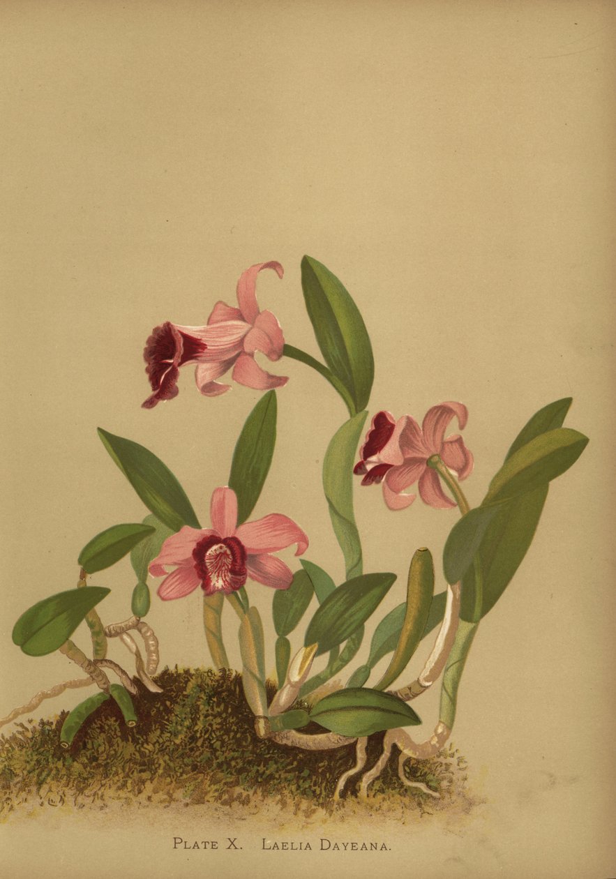 Laelia dayanaまたはCattleya bicalhoi蘭 作： 不明