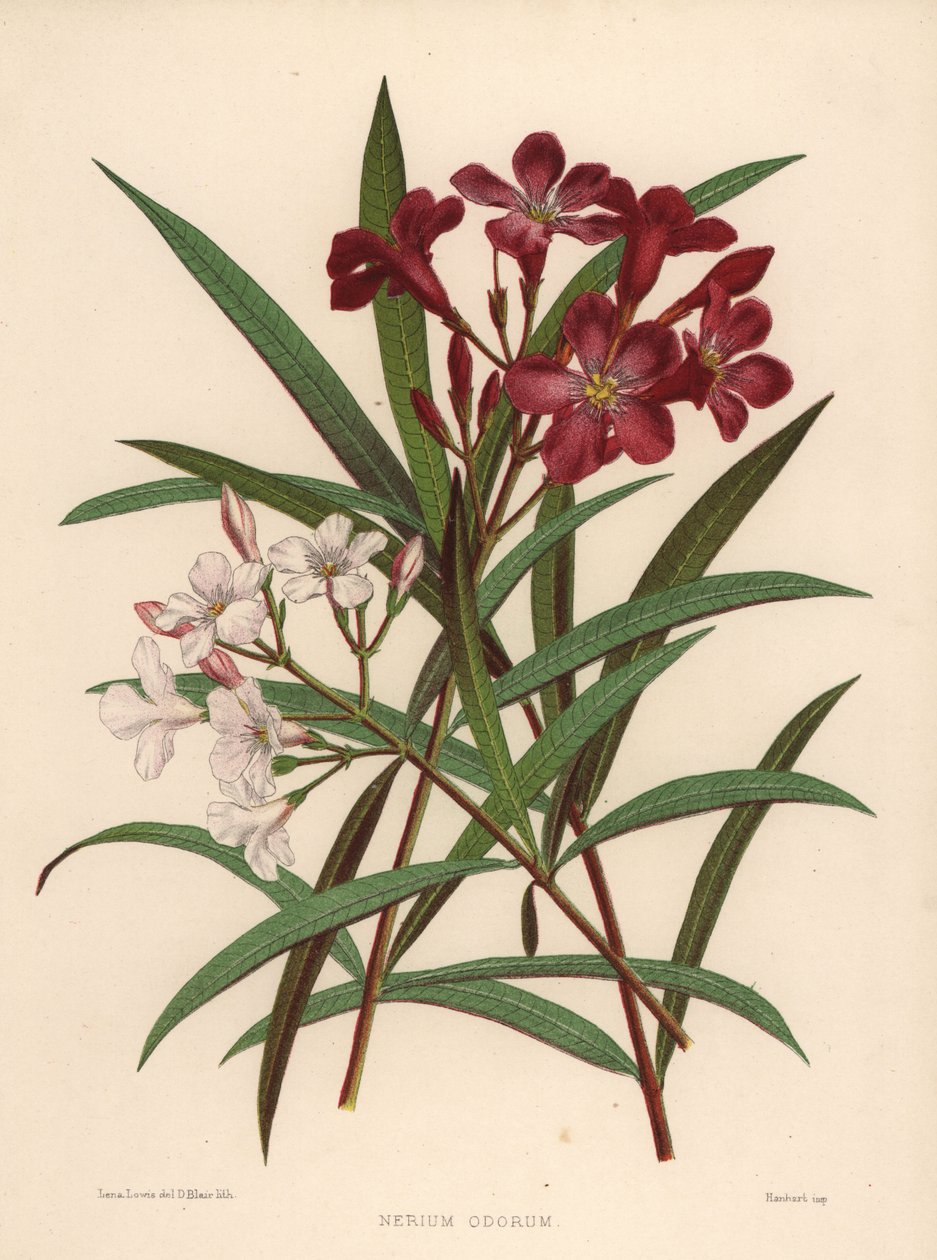 Nerium oleanderまたは、Nerium oleander（Nerium odor） 作： 不明