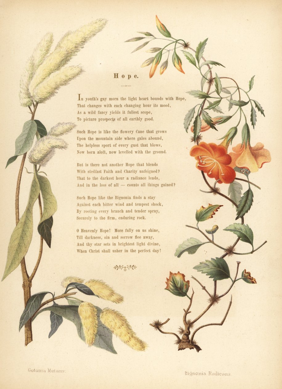 ukshi、Getonia floribunda、トランペットのつる、Campsis radicansの花のボーダーを持つ詩 作： 不明