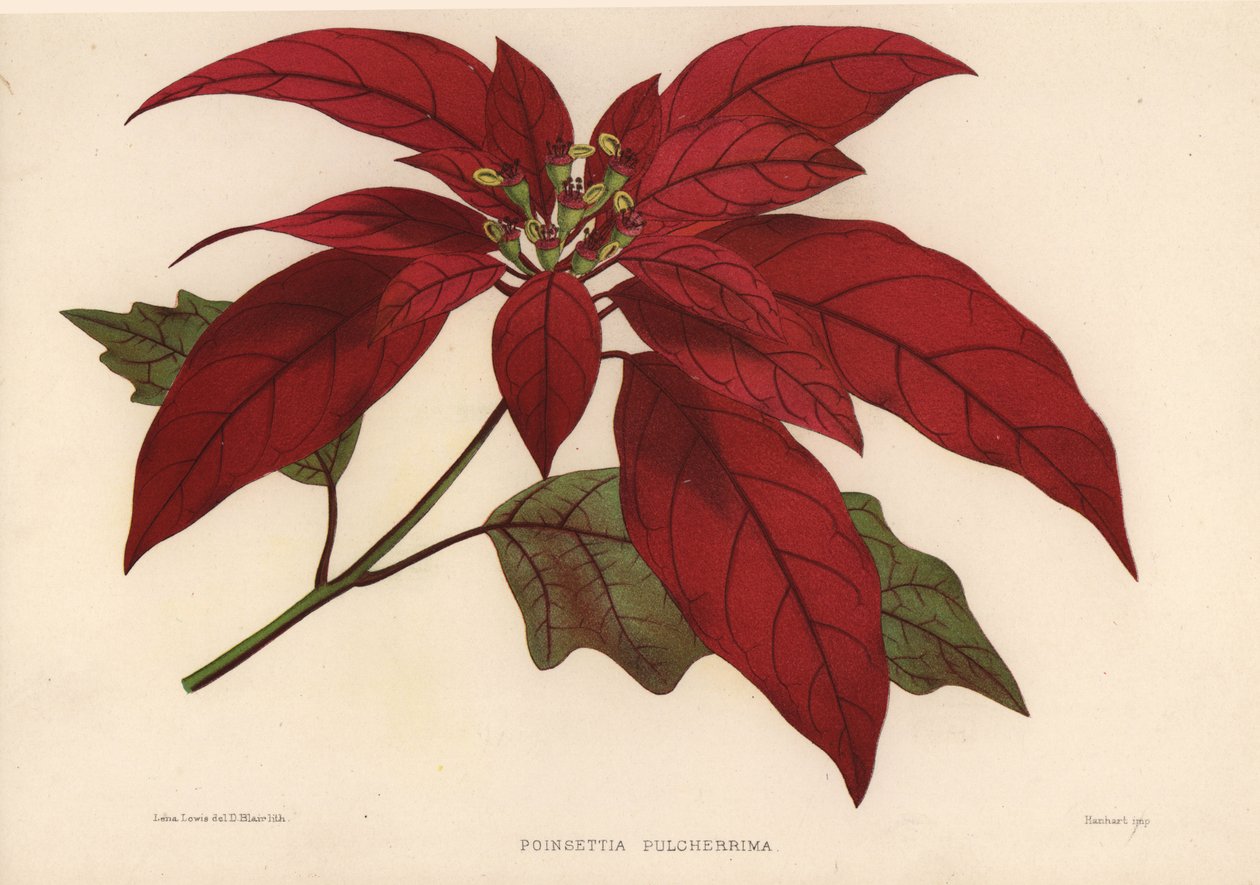 ポインセチア、ユーフォルビアプルケリマ（Poinsettia pulcherrima） 作： 不明