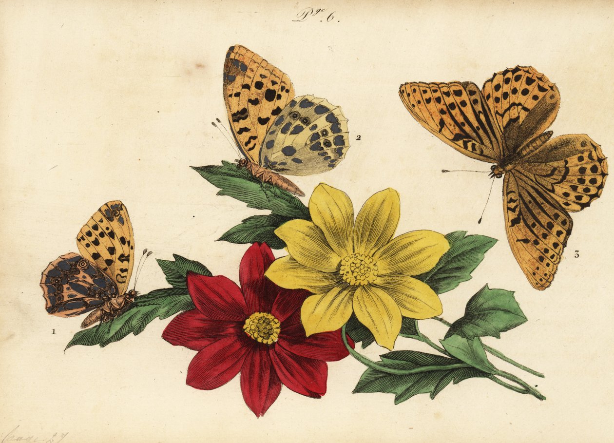 スペインの女王ヒョウモン、Issoria lathonia 1、濃い緑色のヒョウモン、Argynnis aglaja 2、銀で洗ったヒョウモン、Argynnis paphia 3 作： 不明