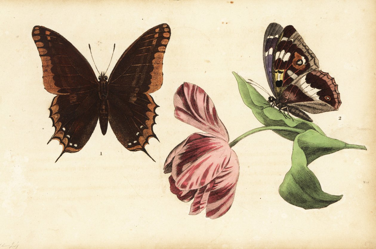 両側パシャ、Charaxes jasius 1と紫皇帝、Apatura iris 2、チューリップ 作： 不明