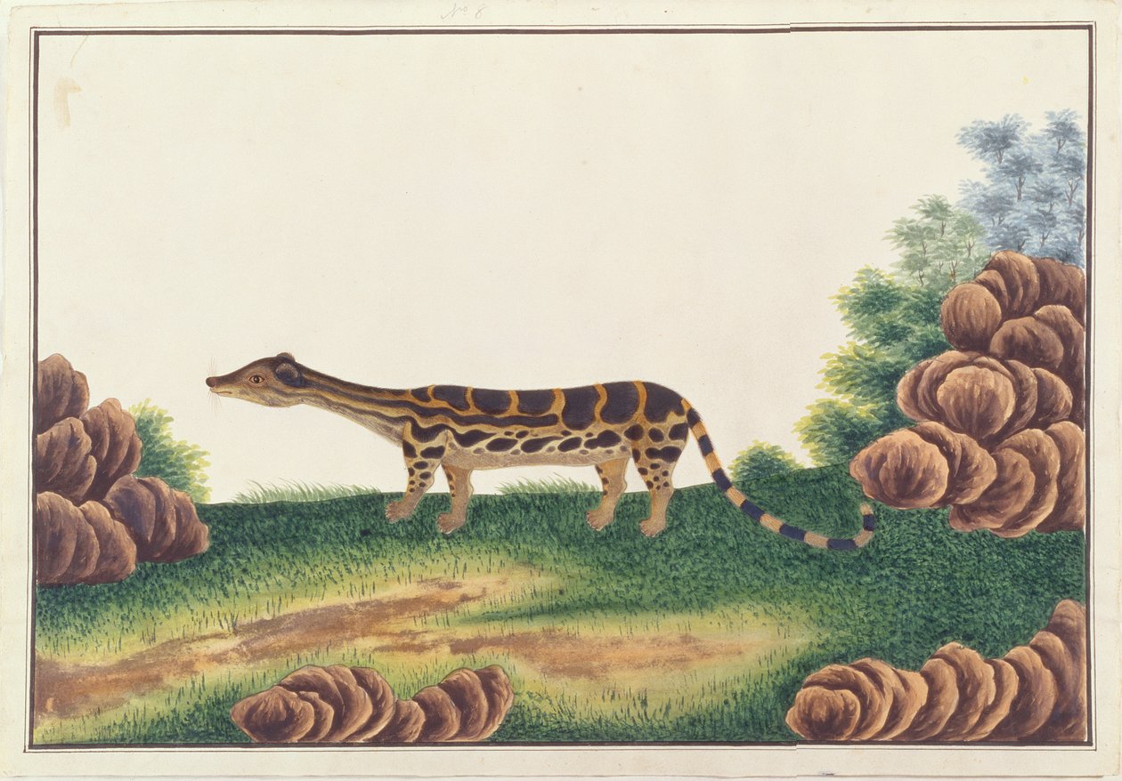 Banded Linsang、動物、昆虫、爬虫類の絵からMalacca、c.1805-18（紙とトイレとガッシュ） 作： 中国語学校