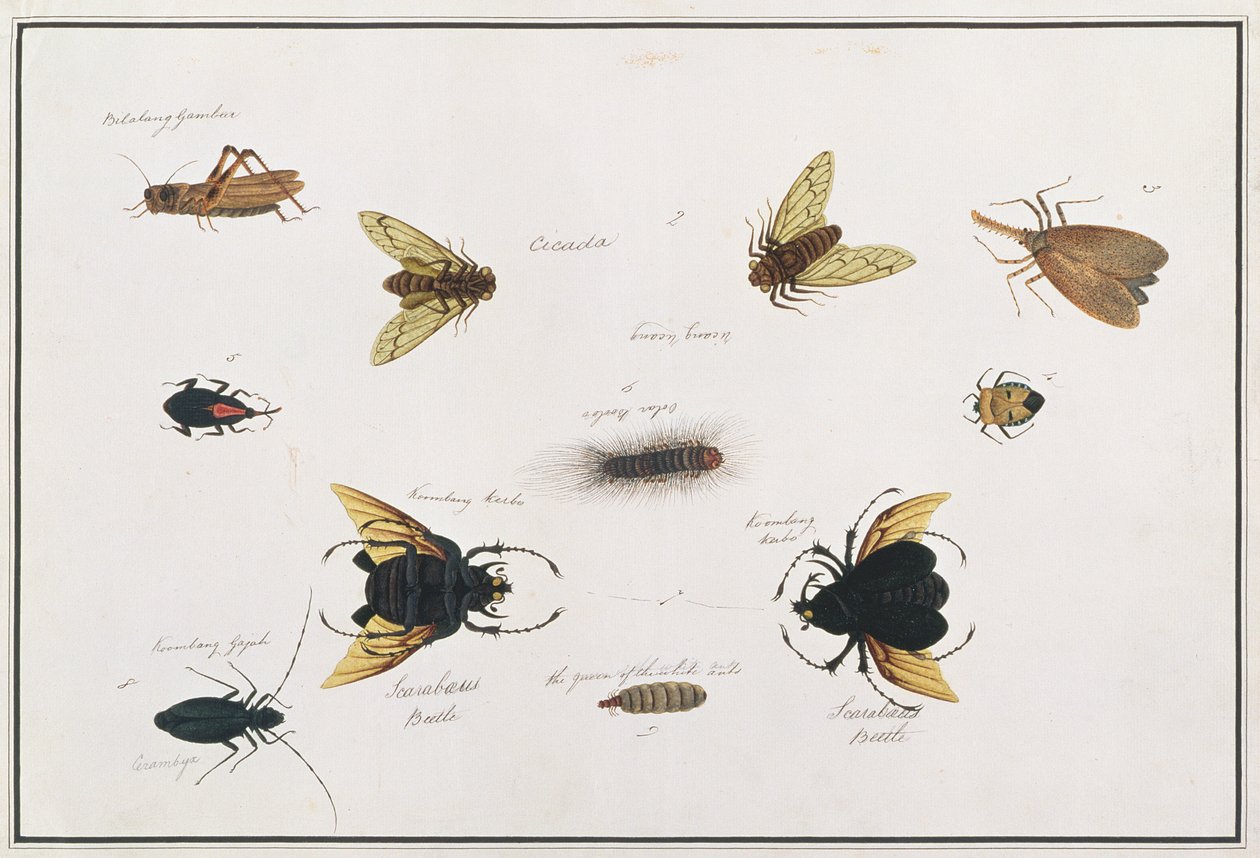 Balalang Gambur、Cicada、Koombang Kerbo、Koombang Gajah、Scaraboeus Beetle、Ucanucang、マラッカの動物、昆虫、爬虫類の絵、c.1805-18（紙とトイレとガッシュ） 作： 中国語学校