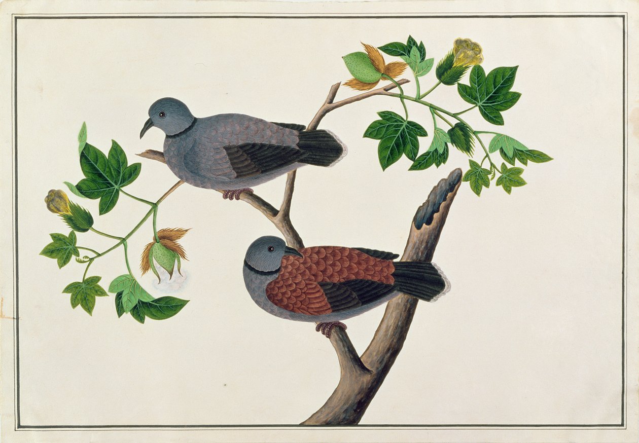 木の鳥、マラッカの鳥の絵、1805-18年頃（紙にトイレ） 作： 中国語学校