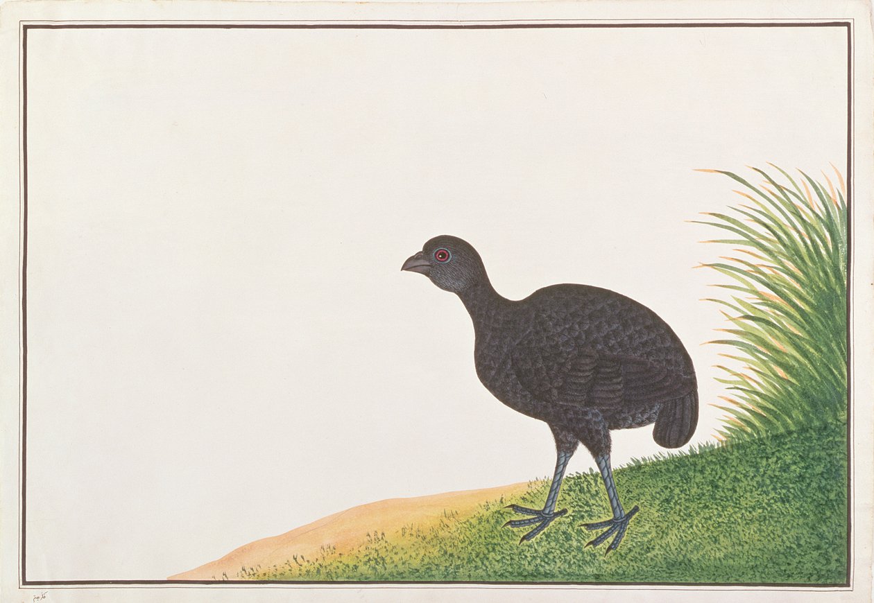 黒いヤマウズラ、マラッカの鳥の絵、1805-18年頃（紙にトイレ） 作： 中国語学校