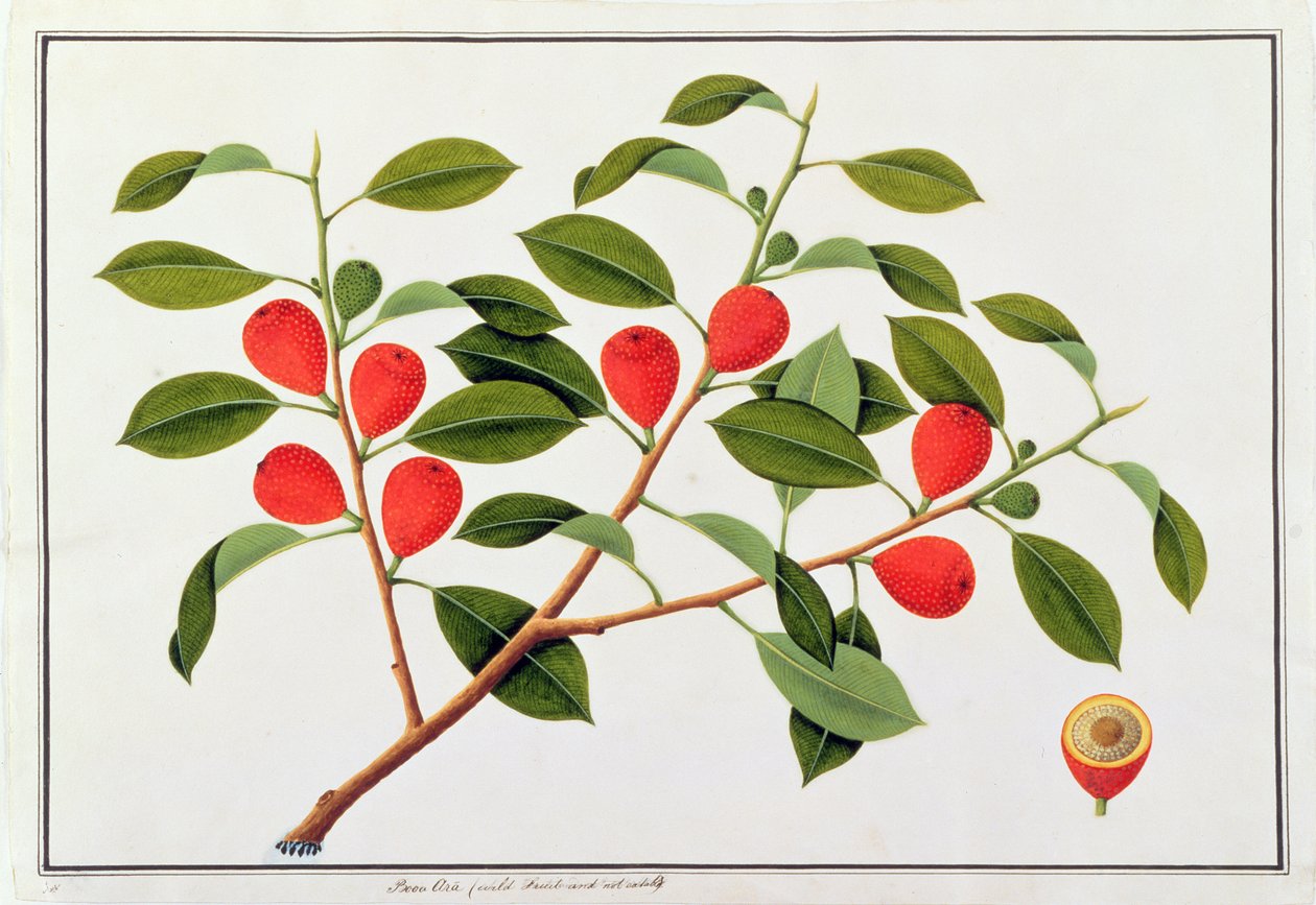 Booa Ara、食べられない野生の果物、マラッカの植物の絵、1805-18年頃（紙にトイレ） 作： 中国語学校