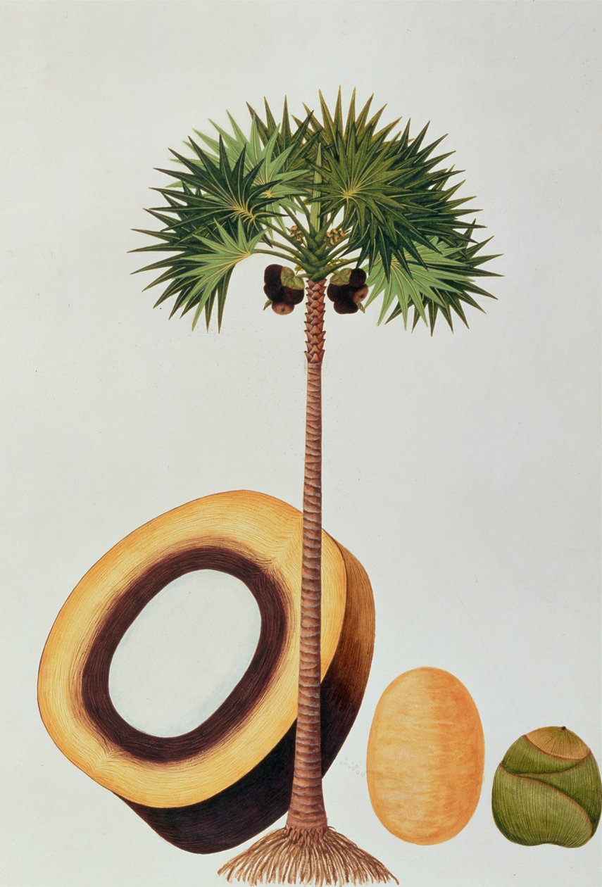 Booah LontarまたはPalmyra Borassus、マラッカの植物の絵、c.1805-18（紙にトイレ） 作： 中国語学校