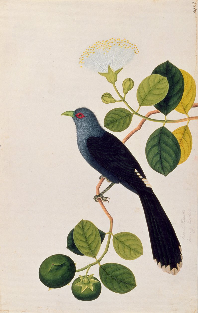 Booah Piedada、Boorong Boobote、マラッカの鳥の絵、1805-18年頃（紙にトイレ） 作： 中国語学校