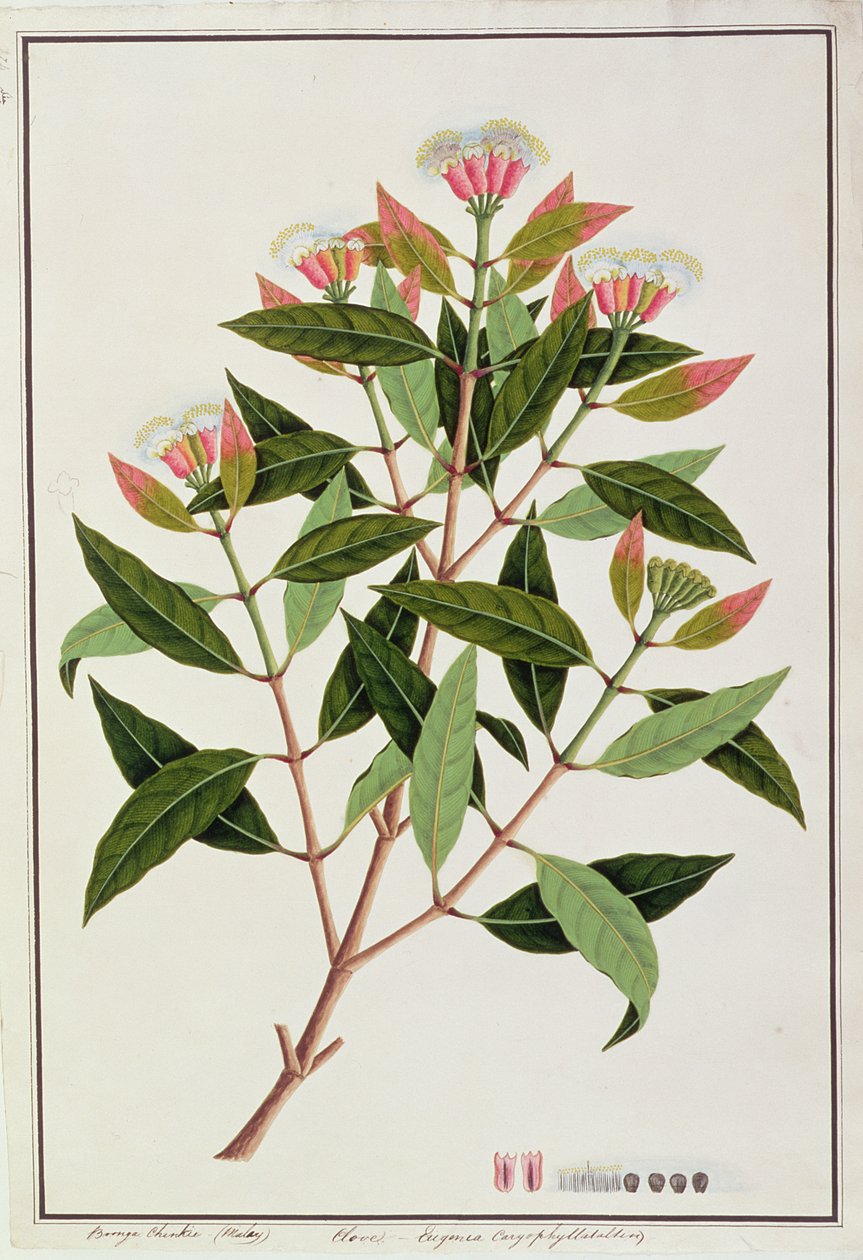 Boongo Chinkie（マレー語）、Eugenia CaryophyllatallenまたはClove、マラッカの植物の絵、c.1805-18（紙にトイレ） 作： 中国語学校