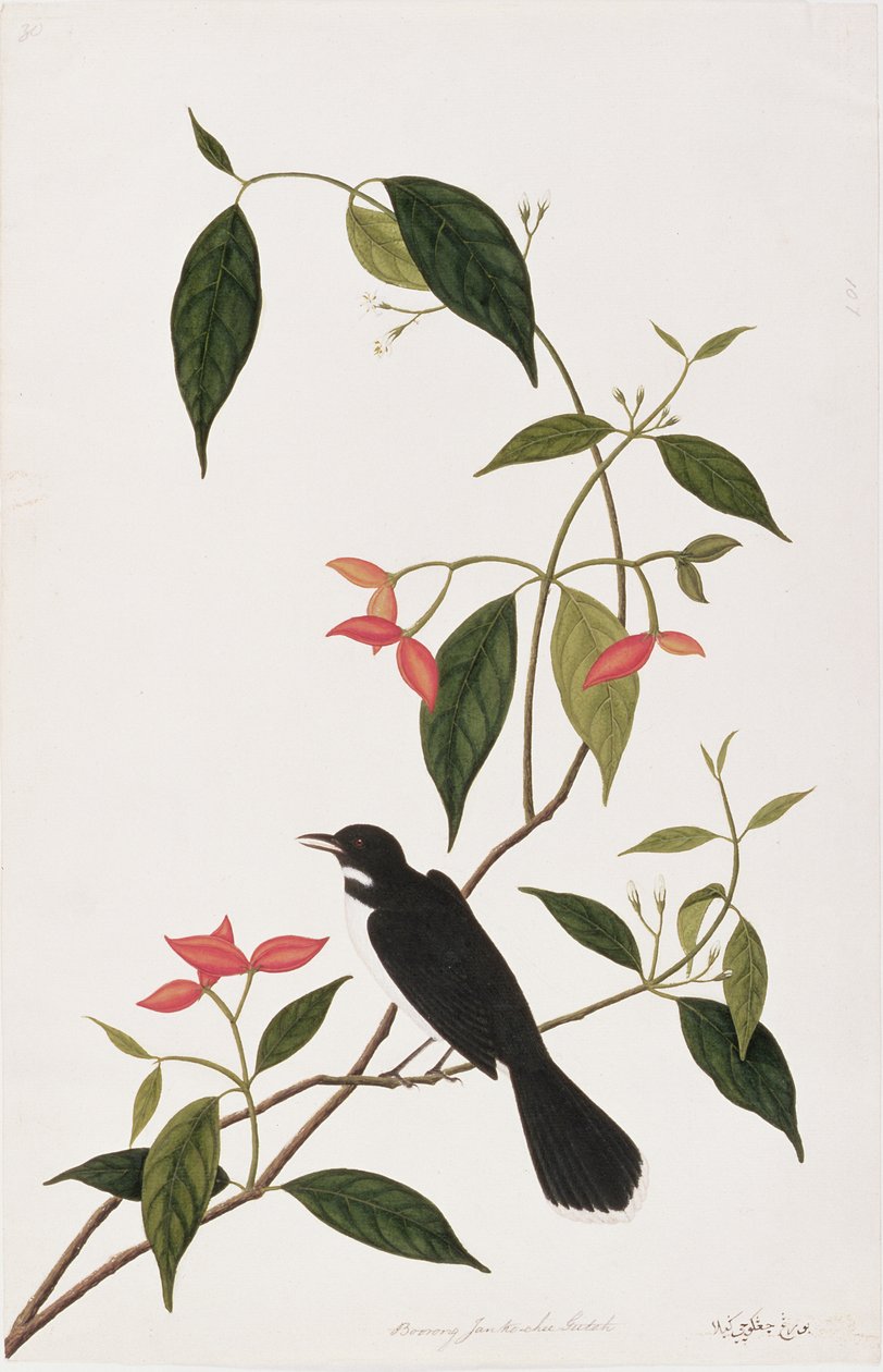 マラッカの鳥の絵、1805-18年頃のジャンケチーグータの退屈（紙にトイレ） 作： 中国語学校