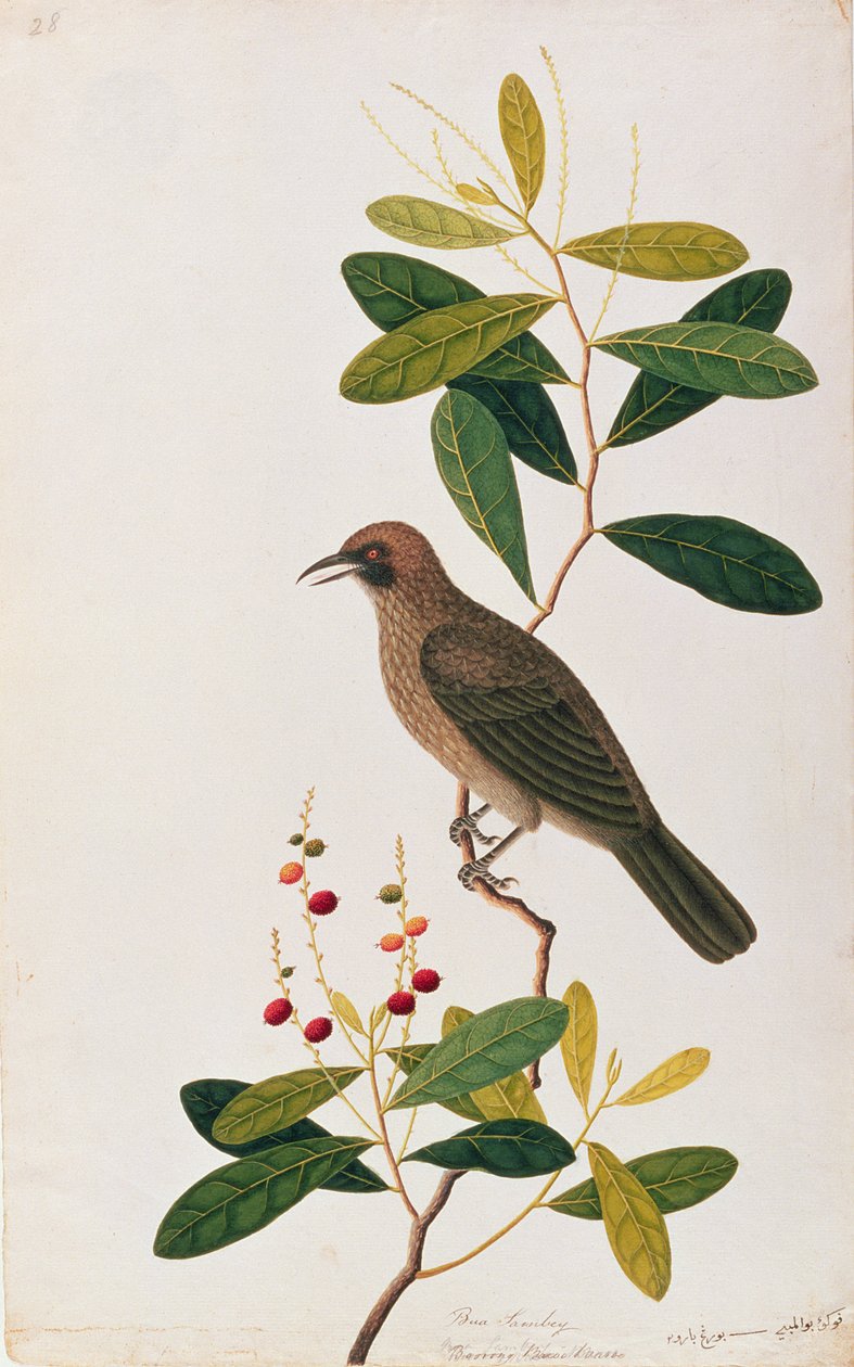 Bua Sambey、Boorong Baroo Baroo、Drawigns of Birds from Malacca、c.1805-18（紙のトイレ） 作： 中国語学校