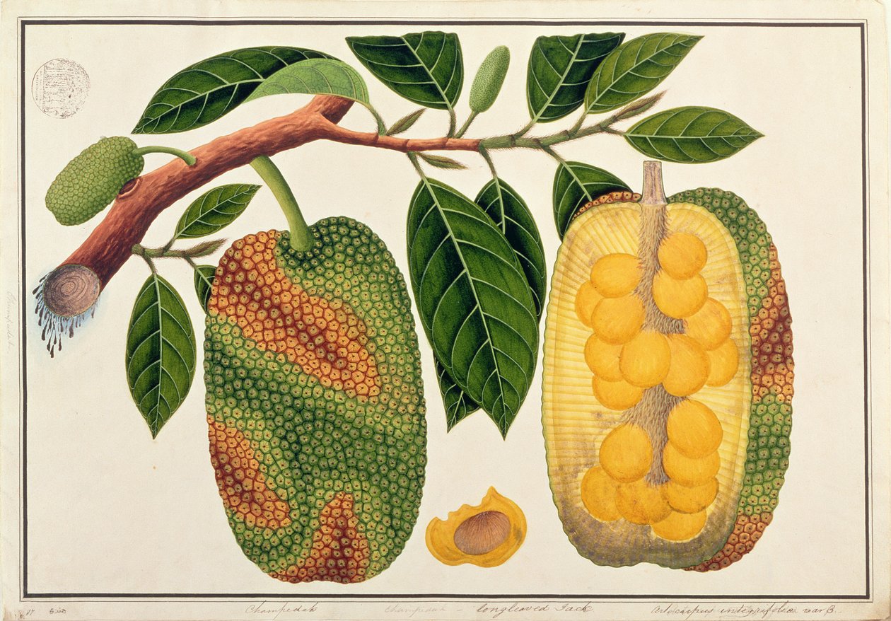 Champedak Artocarpus integrifoliaまたはLongleaved Jack、マラッカの植物の絵、c.1805-18（紙のトイレ） 作： 中国語学校