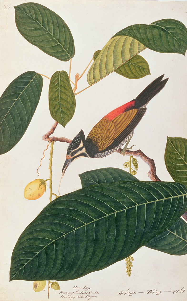 共通のゴールデンバック、マラッカの鳥の絵、1805-18年頃（紙にトイレ） 作： 中国語学校