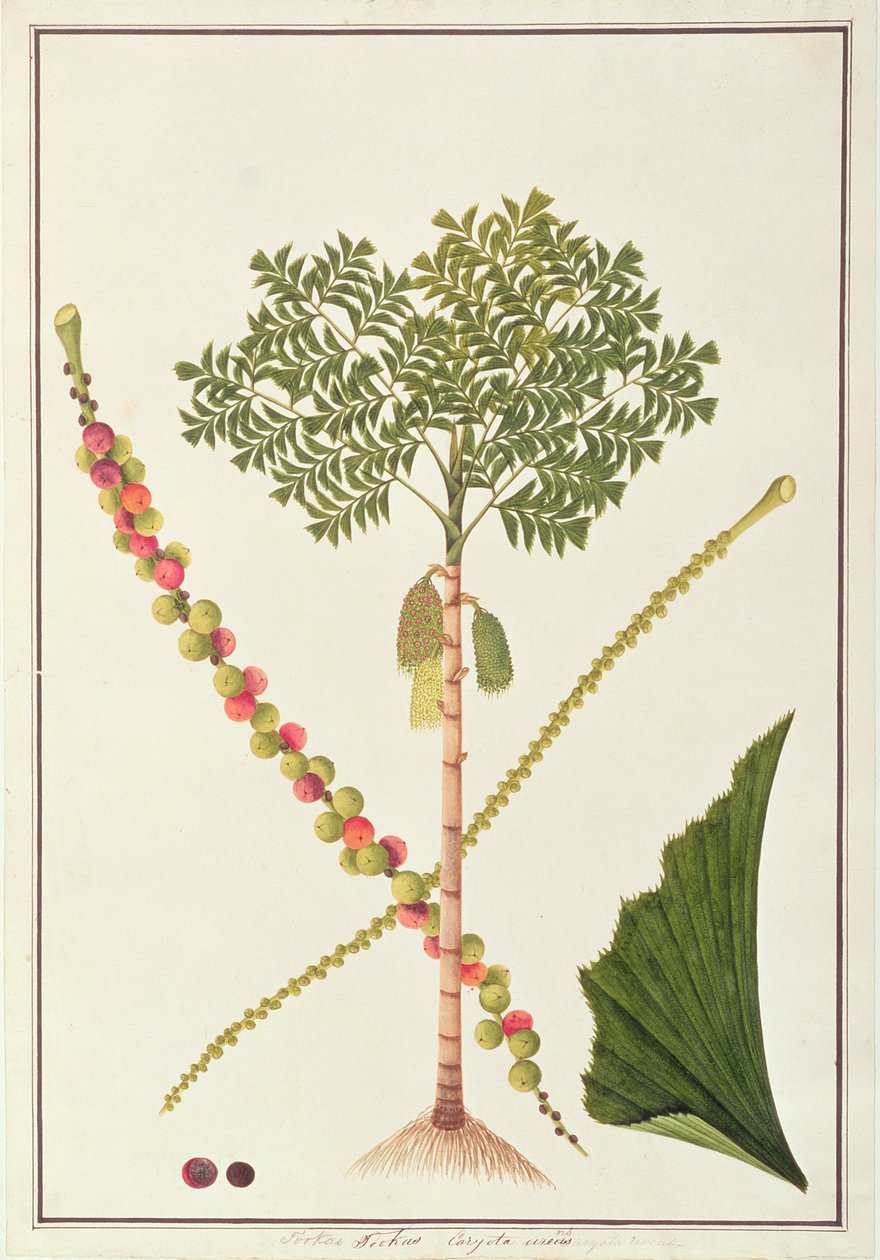 フィッシュテイルパーム、マラッカの植物の絵、1805-18年頃（紙にトイレ） 作： 中国語学校