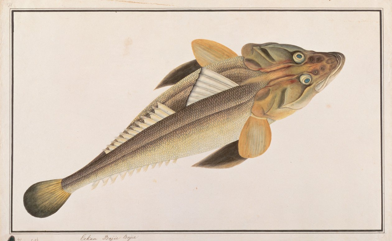 フラットヘッド、マラッカの魚の絵、1805-18年頃（紙にトイレ） 作： 中国語学校