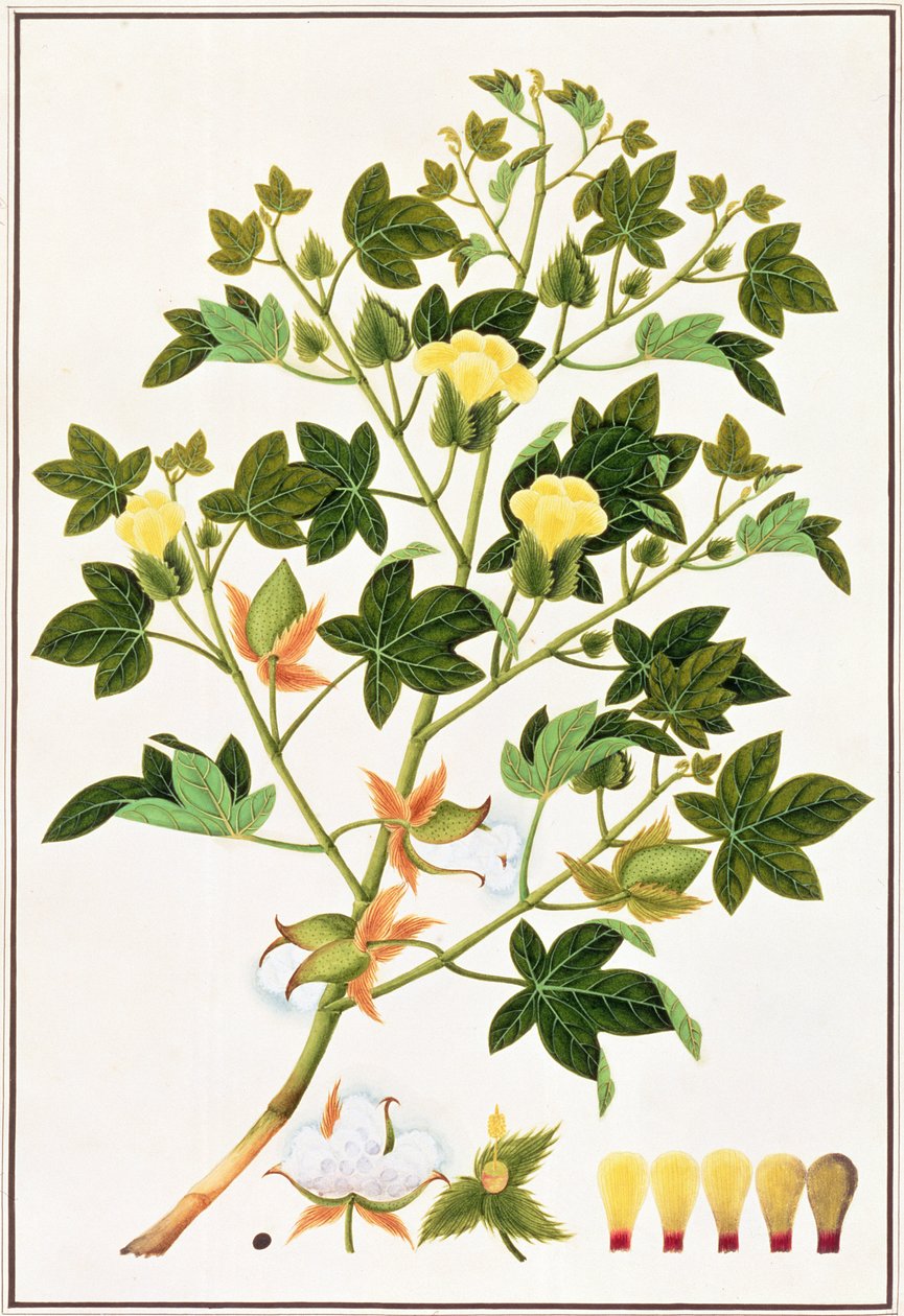 Gopypium Arboreumまたは綿植物、c.1805-18（紙にトイレ） 作： 中国語学校