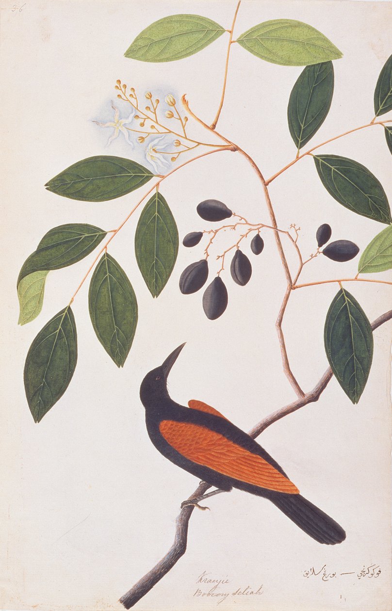 グレータークーカル、マラッカの鳥の絵、1805-18年頃（紙にトイレ） 作： 中国語学校