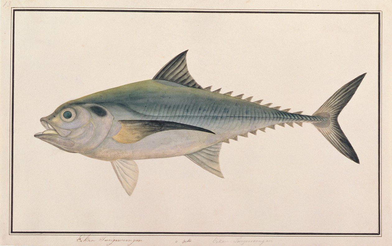 Hardtail Scad、マラッカの魚の絵、c.1805-18（紙にトイレ） 作： 中国語学校