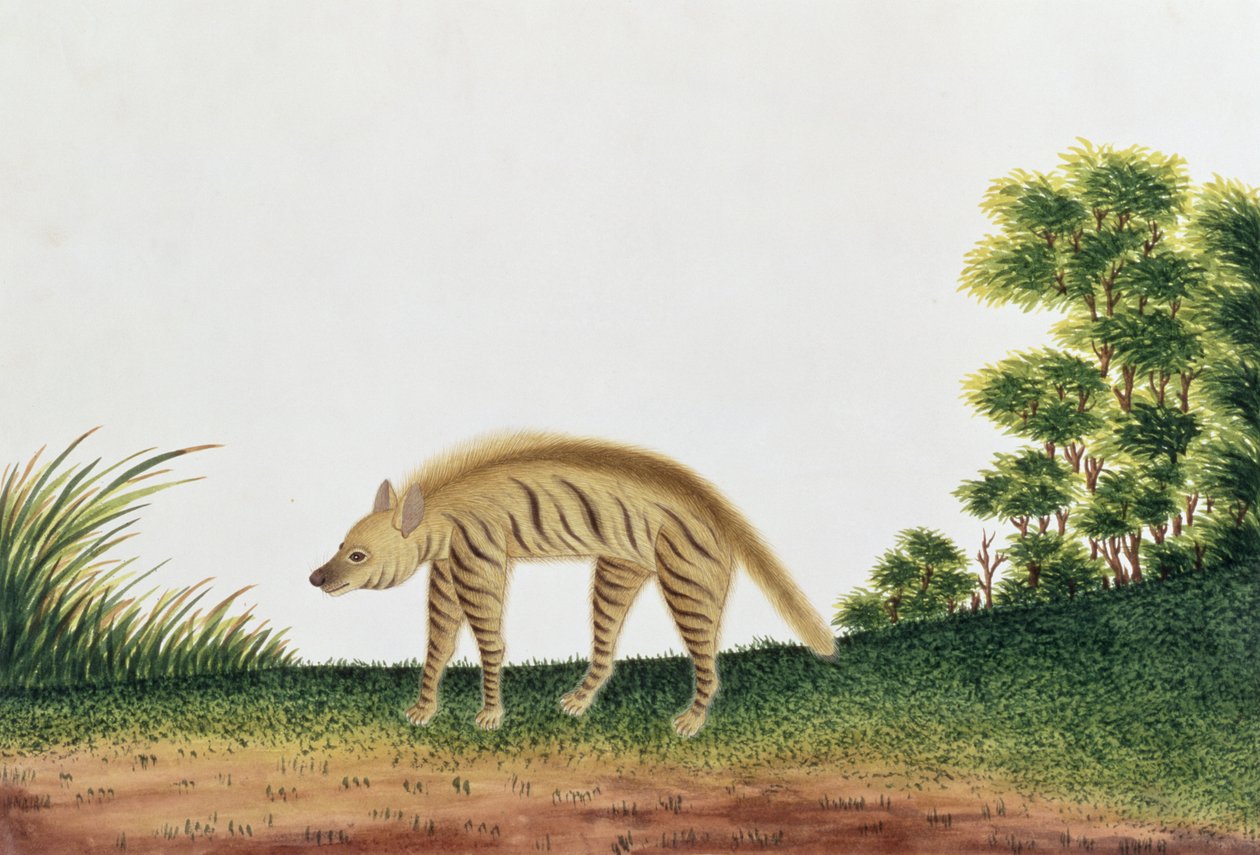 ハイエナ、マラッカの動物、昆虫、爬虫類の絵、1805-18年頃（紙にトイレとガッシュ） 作： 中国語学校