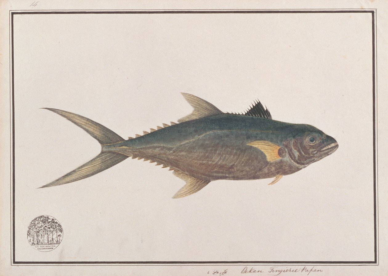 インド太平洋のサバ、マラッカの魚の絵、1805-18年頃（紙にトイレ） 作： 中国語学校