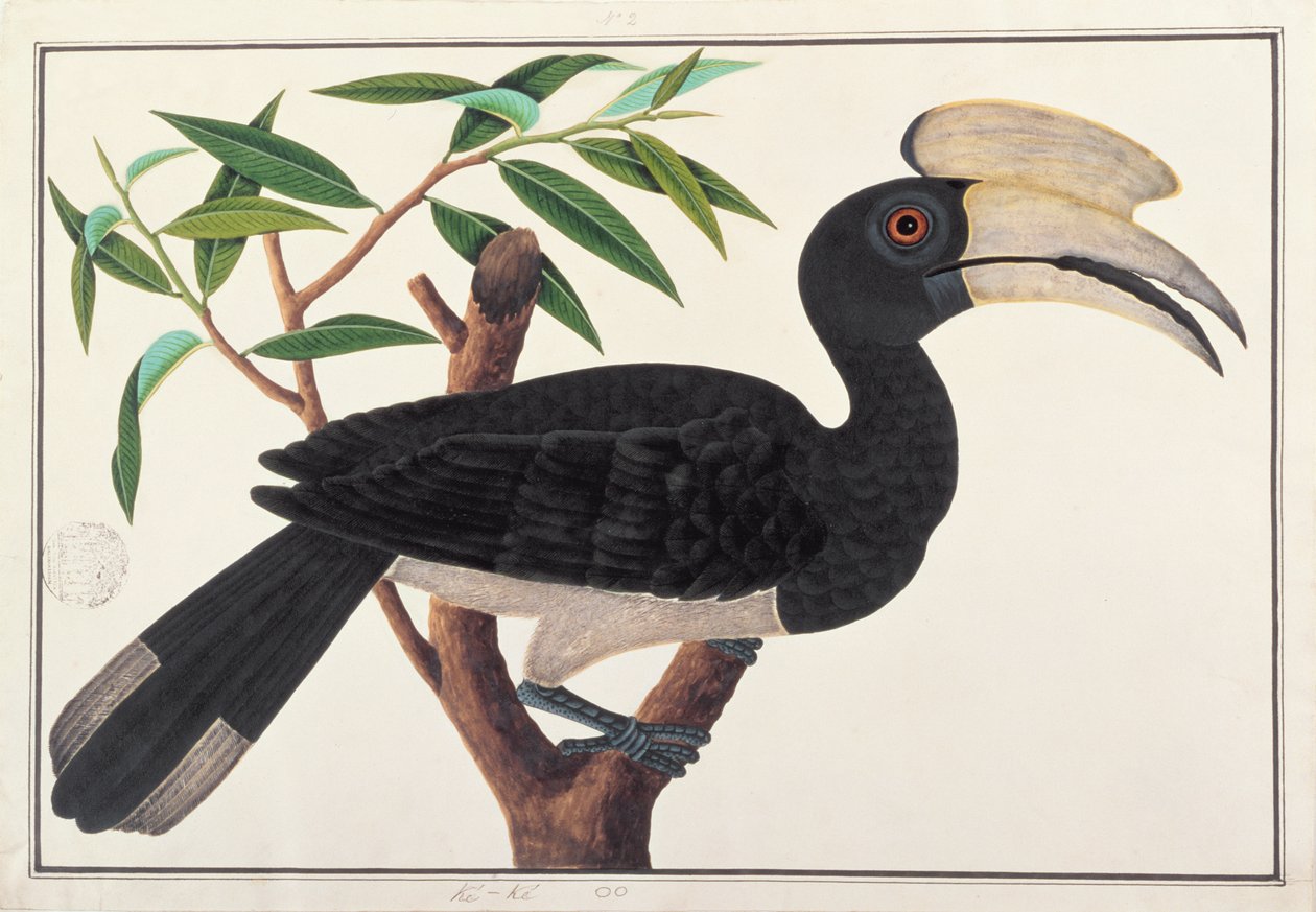 ケッカ、マラッカの鳥の絵、1805-18年頃（紙にトイレ） 作： 中国語学校