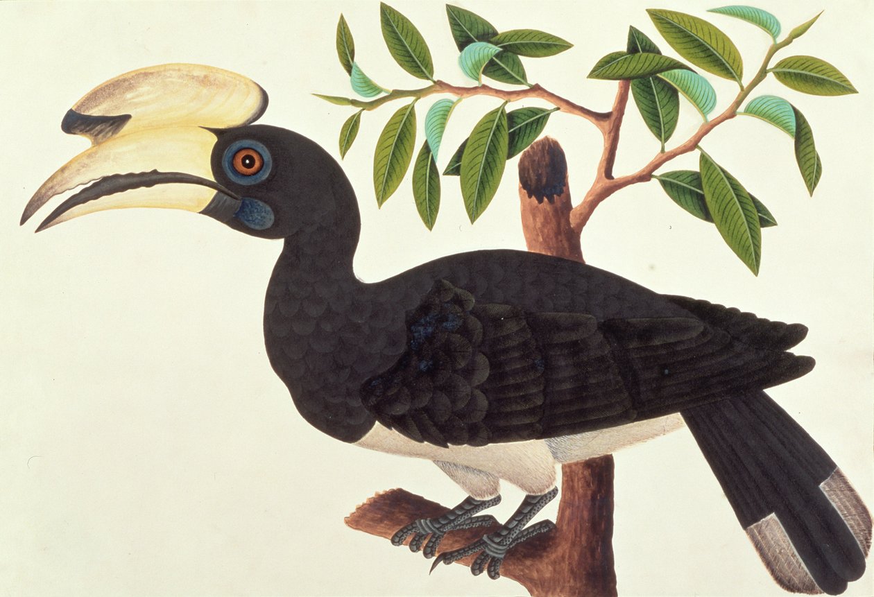 ケッカ、マラッカの鳥の絵、1805-18年頃（紙にトイレ） 作： 中国語学校