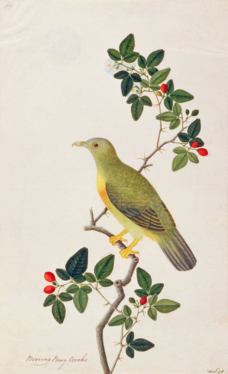 大きな緑の鳩、マラッカの鳥の絵、1805-18年頃（紙にトイレ） 作： 中国語学校