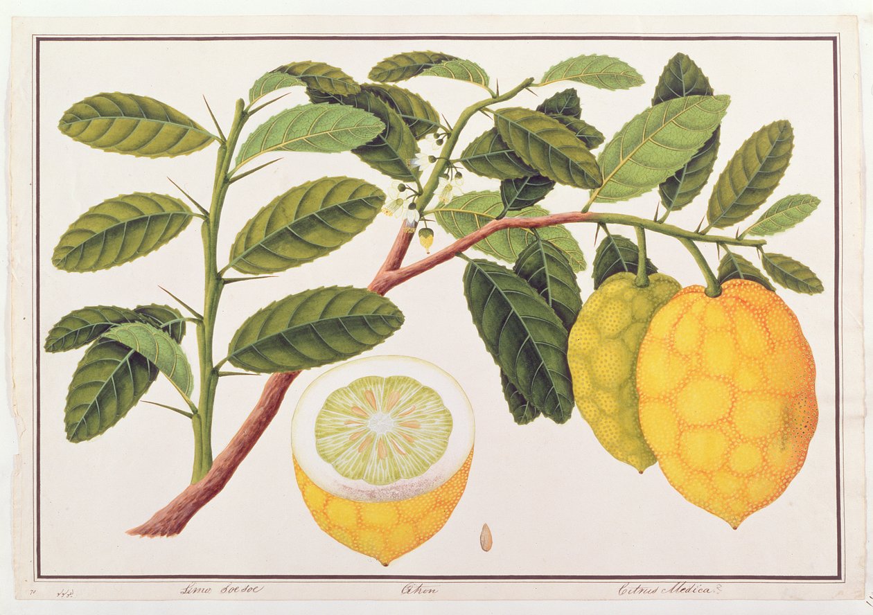 Limo Soe Sooe、AtrongまたはCitrus Medica、マラッカの植物の絵、c.1805-18（紙にトイレ） 作： 中国語学校