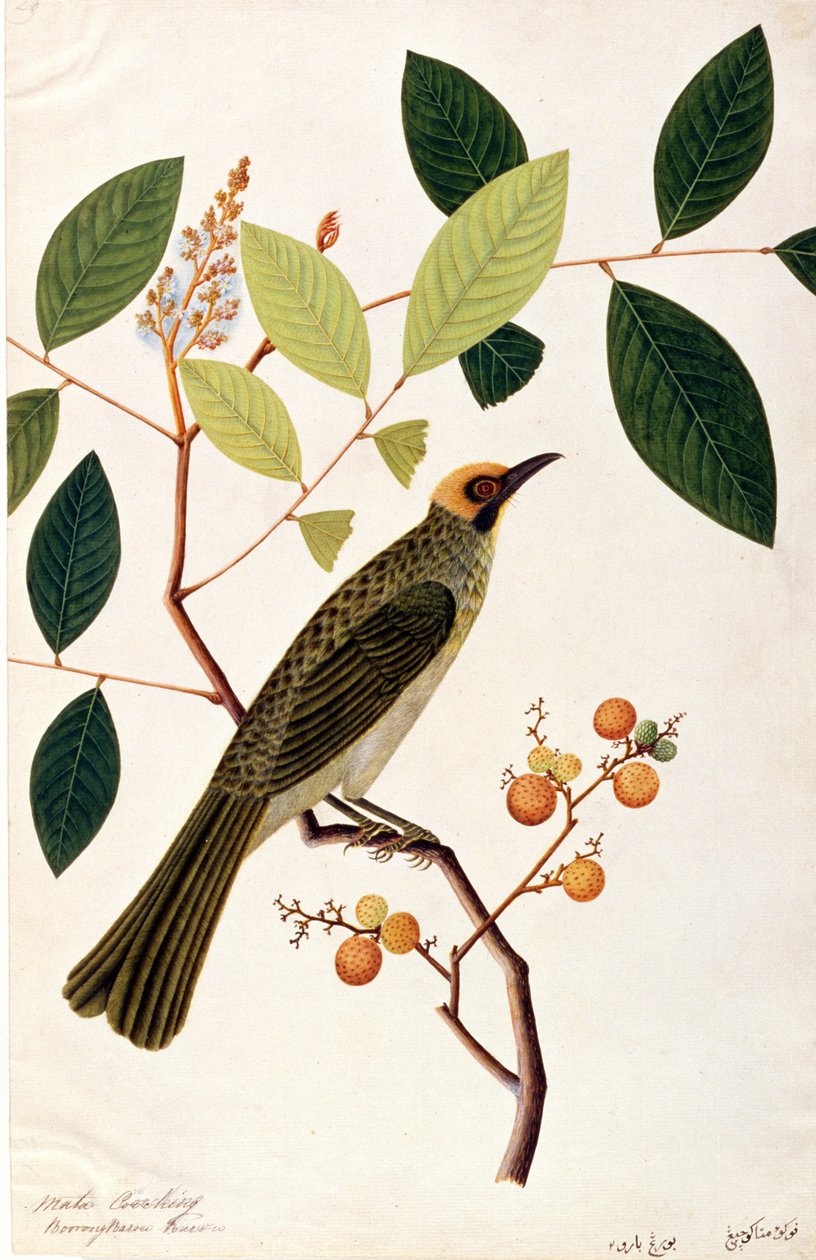 マタ・クーチング、マラッカの鳥の絵、1805-18年頃（紙にトイレ） 作： 中国語学校