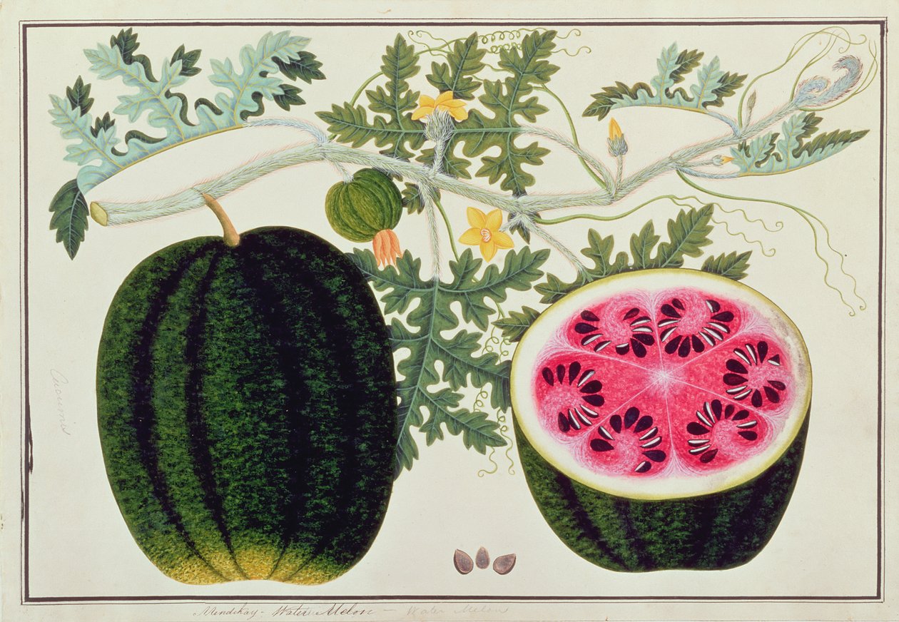 マラッカの植物の絵からのミンディカイまたはウォーターメロン、c.1805-18（紙） 作： 中国語学校