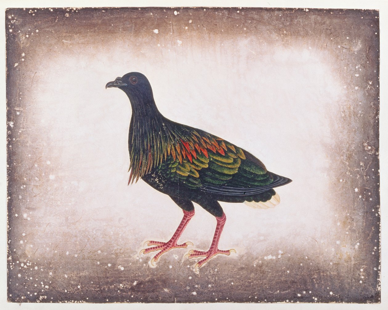 ニコラピジョン、マラッカの鳥の絵、1805-18年頃（紙にトイレ） 作： 中国語学校
