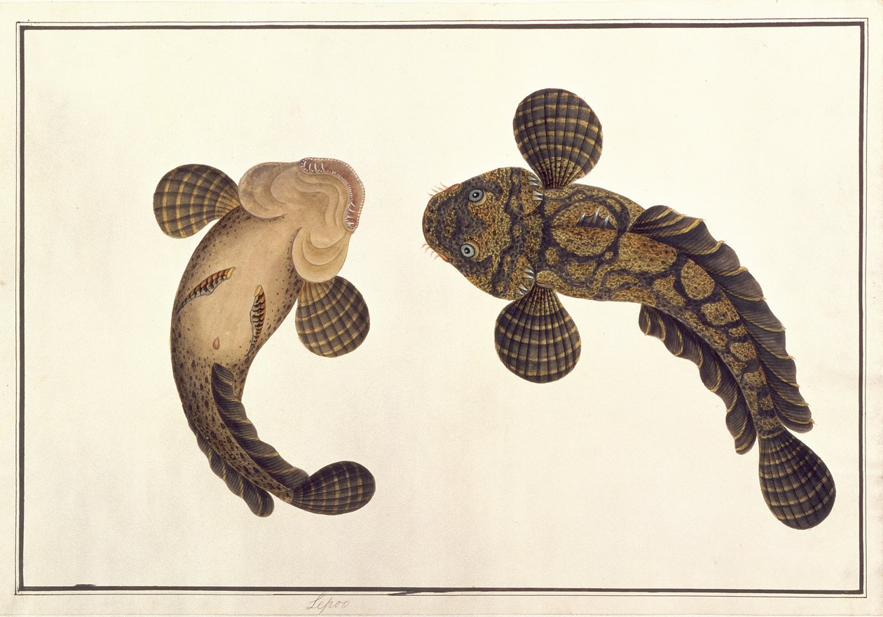 Oolur Sawa、動物、昆虫、爬虫類の絵からMalacca、c.1805-18（紙とトイレとガッシュ） 作： 中国語学校