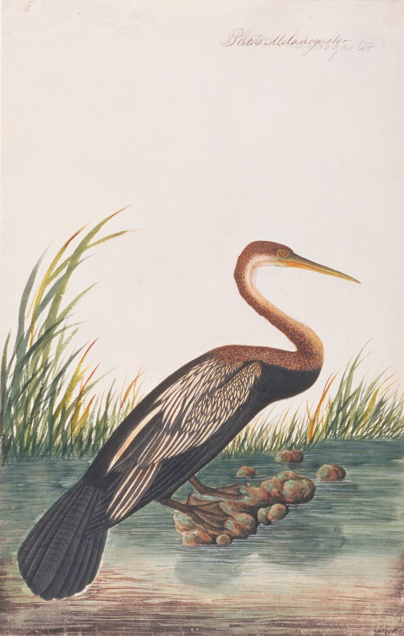 オリエンタルダーター、マラッカの鳥の絵、1805-18年頃（紙にトイレ） 作： 中国語学校