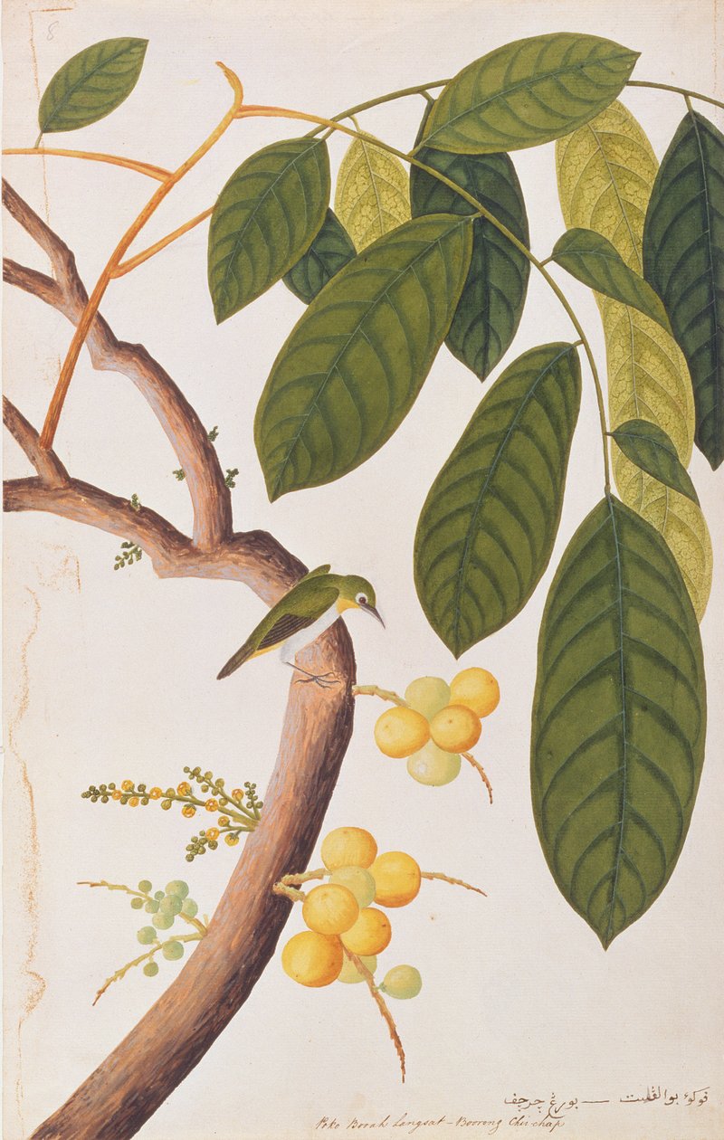 オリエンタルメジロ、マラッカの鳥の絵、1805-18年頃（紙にトイレ） 作： 中国語学校