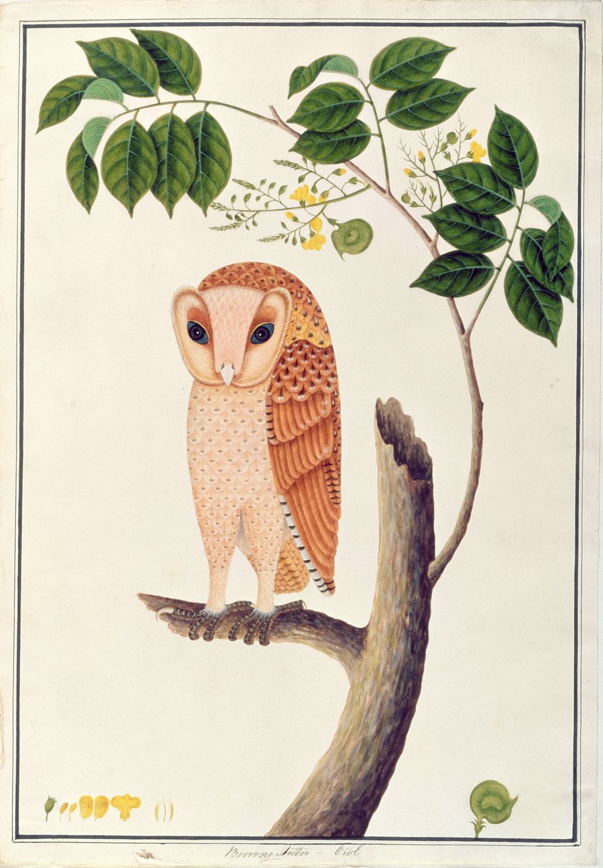 フクロウ、Boorong antoo、Drawing of Birds from Malacca、c.1805-18（紙、トイレ） 作： 中国語学校