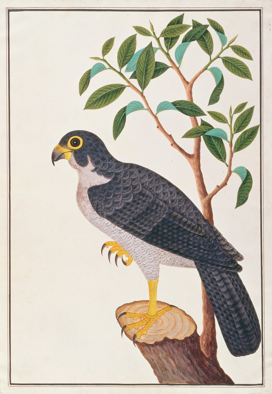 ハヤブサ、マラッカの鳥の絵、1805-18年頃（紙にトイレ） 作： 中国語学校