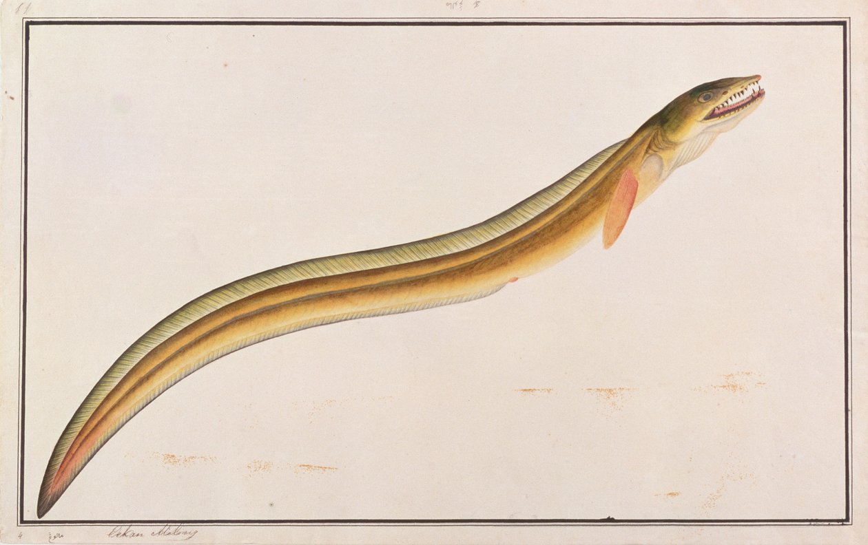 パイクコンガー、マラッカの魚の絵、1805-18年頃（紙にトイレ） 作： 中国語学校