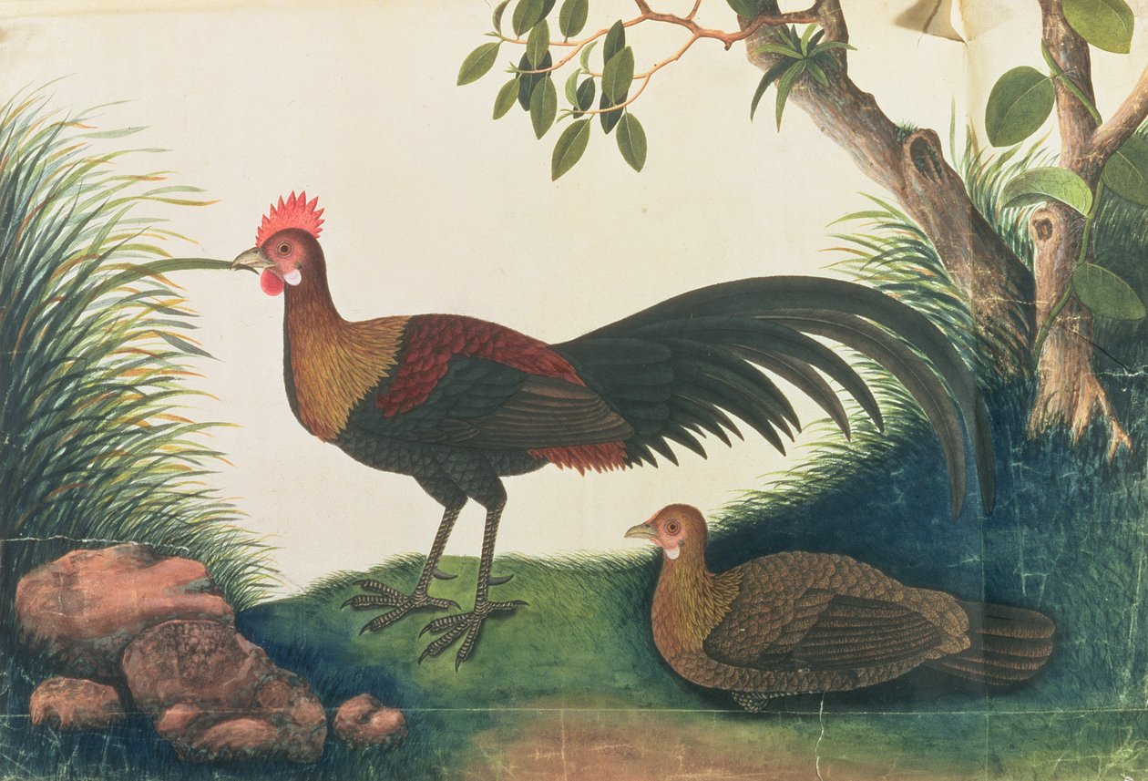 家禽、マラッカの鳥の絵から、1805-18年頃（紙にトイレ） 作： 中国語学校