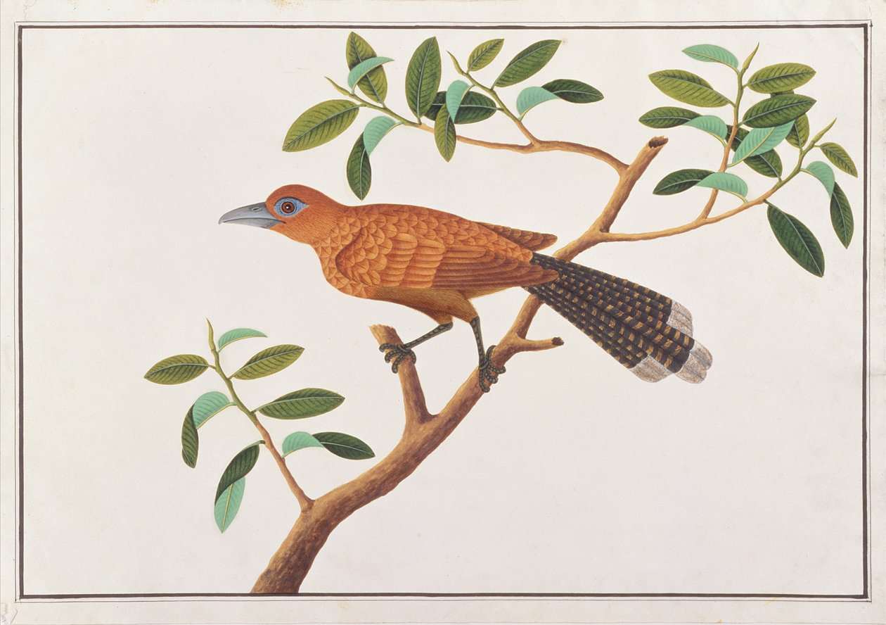 ラッフルズマルコハ、マラッカの鳥の絵、1805-18年頃（紙にトイレ） 作： 中国語学校