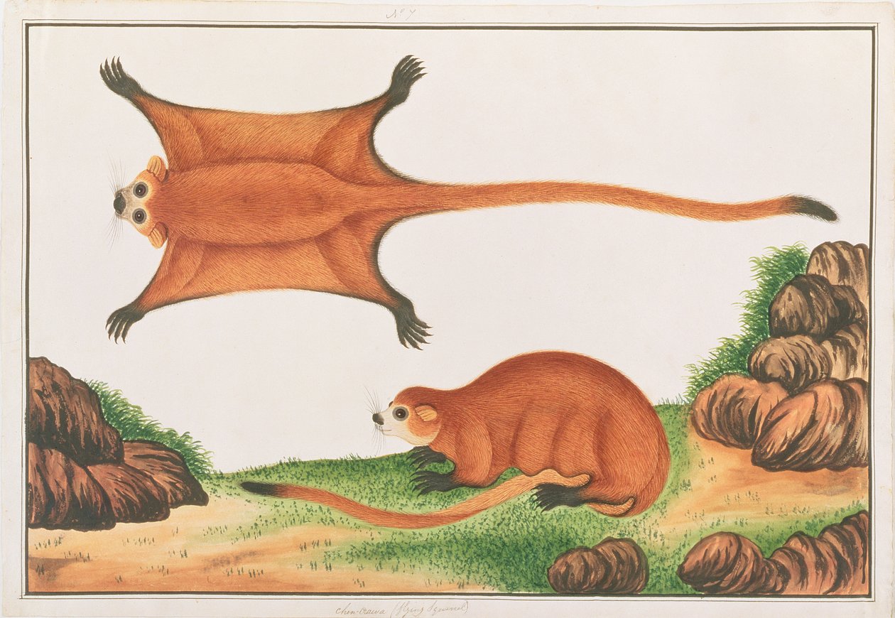 マラッカの動物、昆虫、爬虫類の絵からのレッドジャイアントムササビ、c.1805-18（紙とトイレとガッシュ） 作： 中国語学校